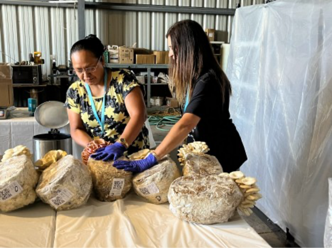 Two women harvesting oyster mushrooms from substrate blocks at farm workshop