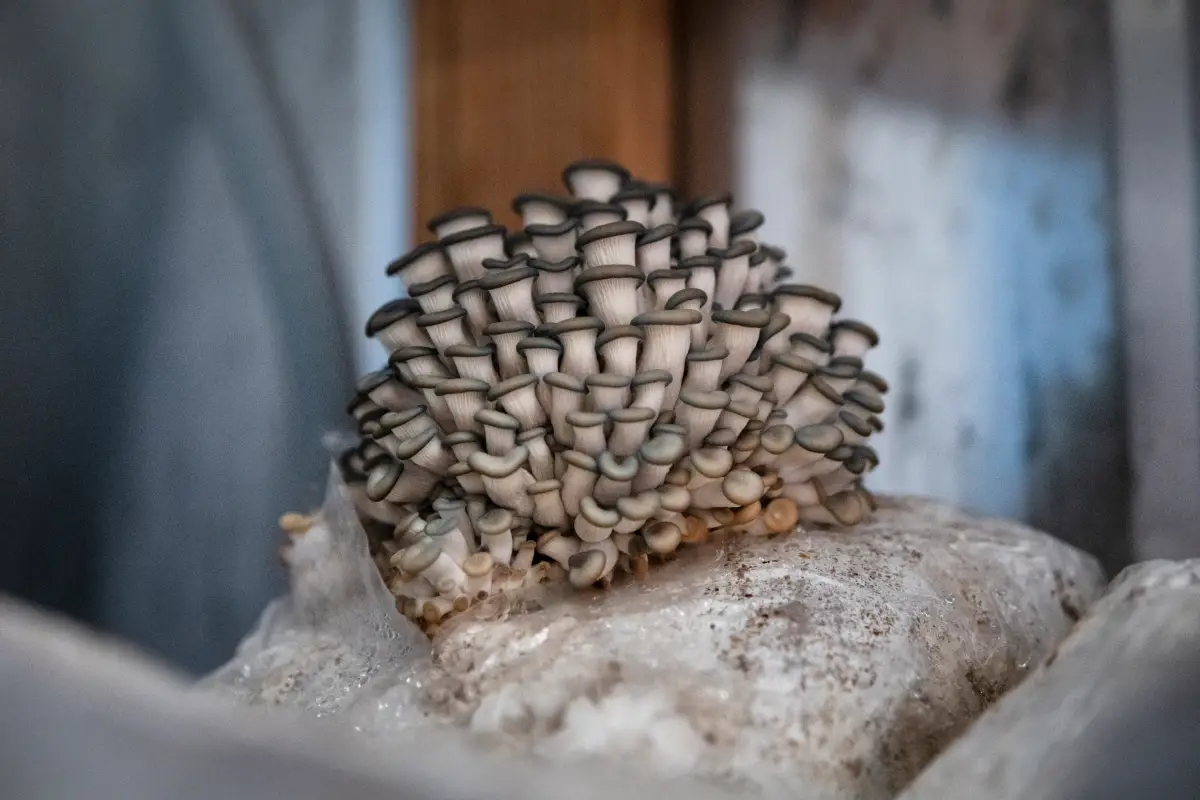 Cluster of oyster mushrooms growing on substrate at Sand Dunes Mushroom Cooperative