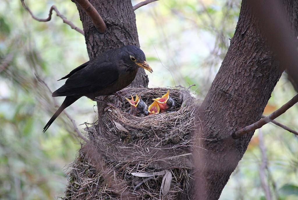 Mother blackbird feeding nest of hungry chicks on tree branch {{brizy_dc_image_alt entityId=