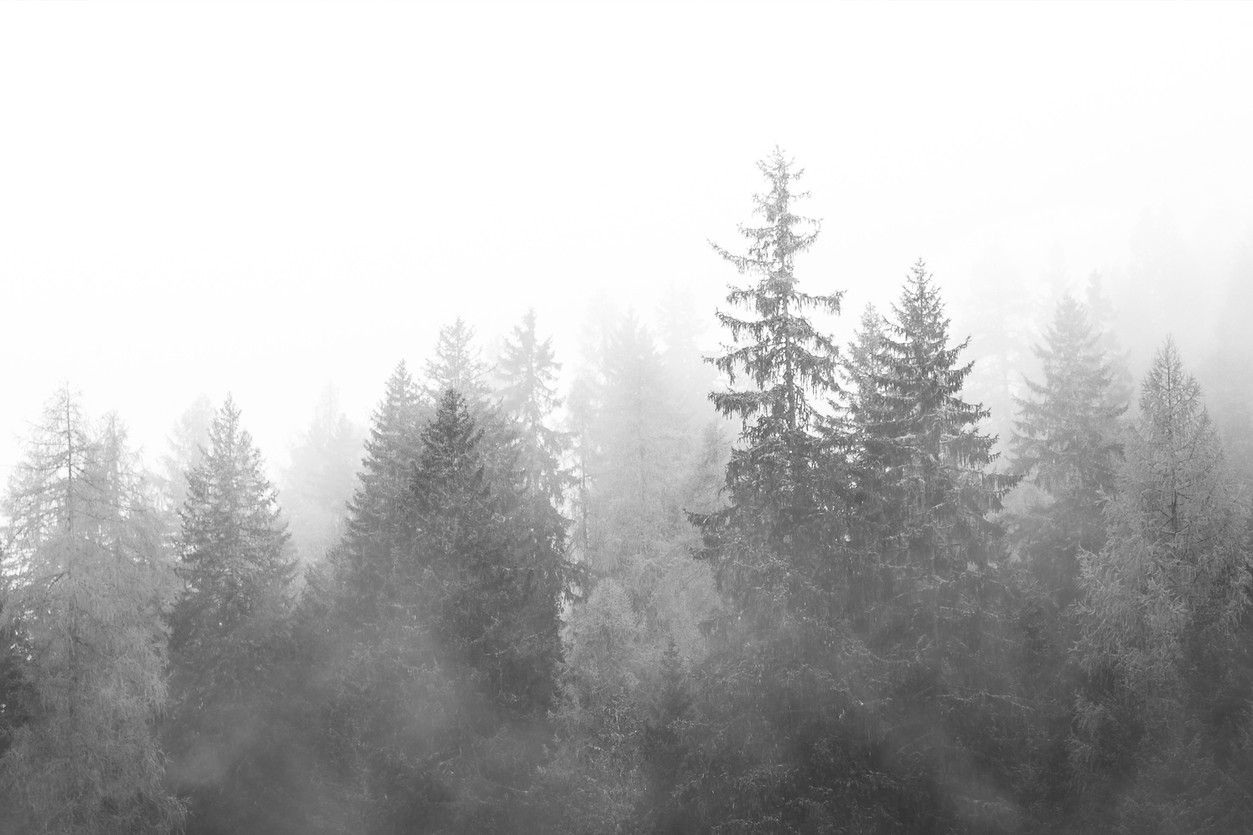 Misty conifer forest in black and white, foggy atmosphere