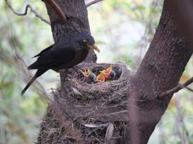 mother bird feeding baby birds