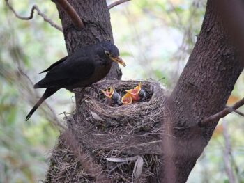 mother bird feeding baby birds
