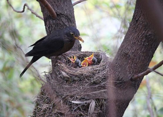 mother bird feeding baby birds